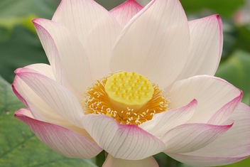 Lotus - image gratuit #276815 