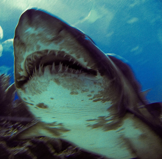 Tiger Shark! - Kostenloses image #276995