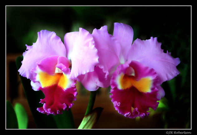 Huntington's Orchids - image gratuit #277015 