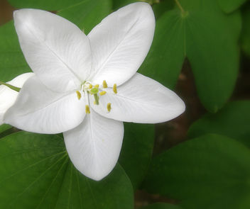 White Petals - Kostenloses image #277185