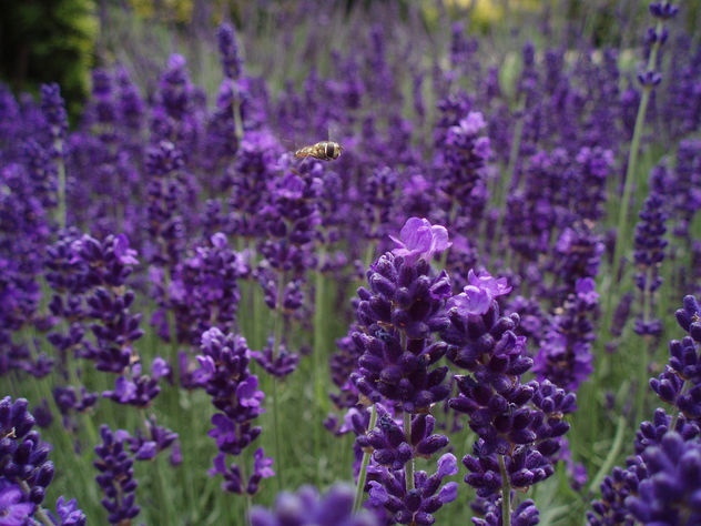 Flying Over Lavender - image #277215 gratis