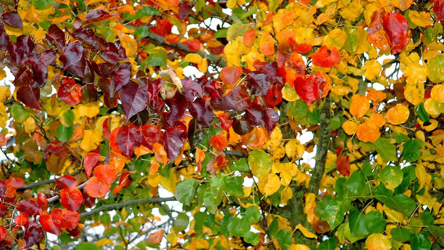 couleurs d'automne / autumn colours - image #277645 gratis