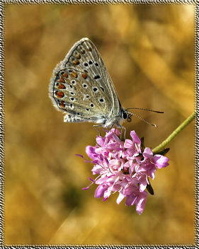 papallona, blaveta - Polyommatus icarus - бесплатный image #277655