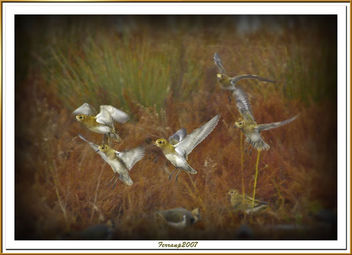 daurades grosses en vol 01 - chorlitejos dorados - eurasian golden plover - pluvialis apricaria - image #277725 gratis