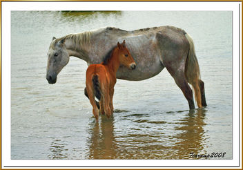 caballos (madre e hija) - Cavalls del Remolar (mare i filla) - horses (mom and son) - бесплатный image #277895