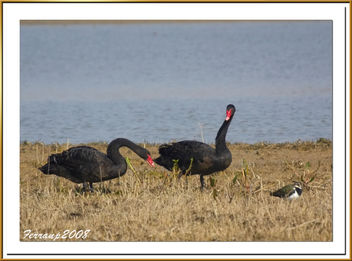 pareja de cisnes negros 08 - Black Swan - cygnus atratus - image #278025 gratis