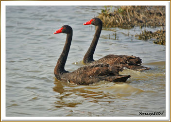 cisnes negros 07 - black swan - image gratuit #278085 