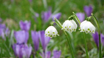 Spring in Botanic Garden Cluj-Napoca - image #278135 gratis