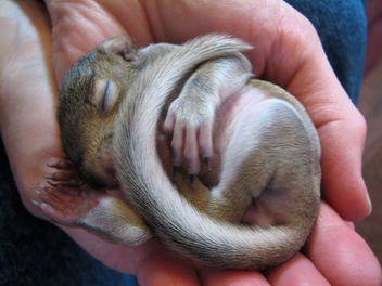 Baby Gray Squirrel - Kostenloses image #278155