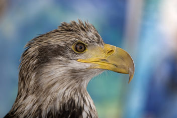 American Bald Eagle - image gratuit #278295 