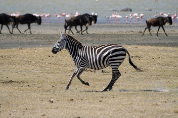 Zebra - Kostenloses image #278385