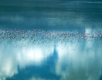 flamingo migration makgadikgadi pan - image gratuit #278505 