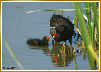 madres e hijos, polla de agua alimentando a su polluelo - mom moorhen feeding their chick - Free image #278735