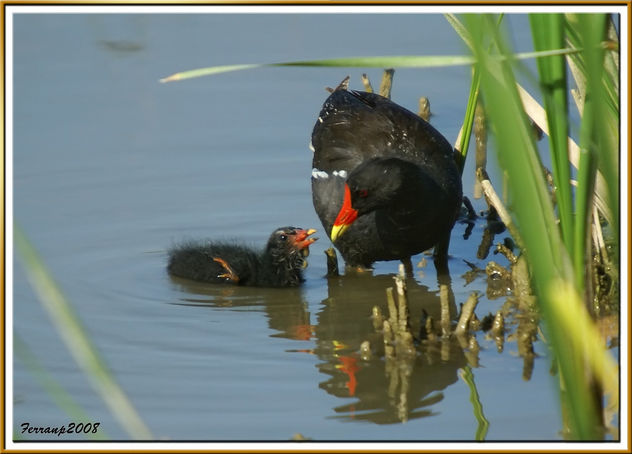 madres e hijos, polla de agua alimentando a su polluelo - mom moorhen feeding their chick - image gratuit #278735 