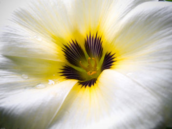 White Flower - Free image #278805