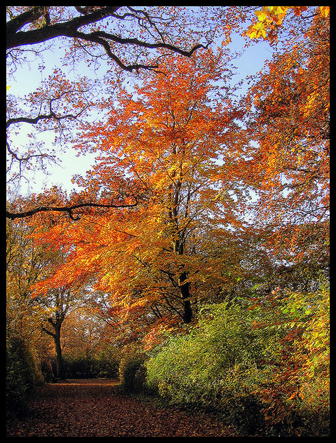 colourful autumn - image #278965 gratis