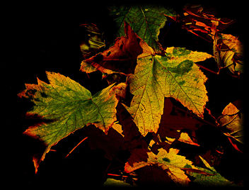 Herbstlaub/Autumn foliage - image #279155 gratis
