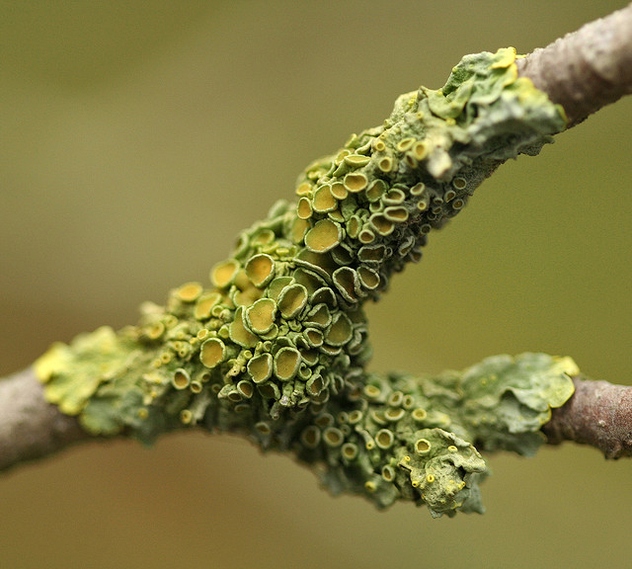 Green Lichen - бесплатный image #279235