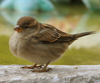Sparrow... - бесплатный image #279345