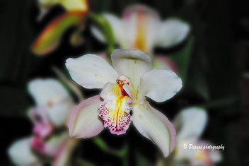 Cymbidium Orchid - image gratuit #279365 