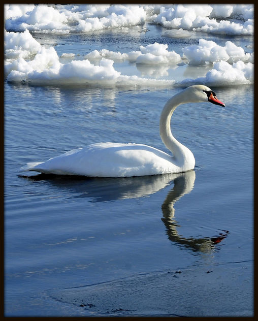 Lake Ontario Swan (Curved Neck) - бесплатный image #279395