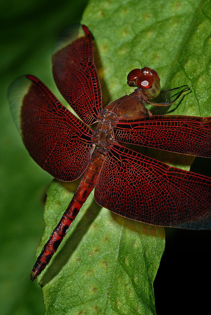 My favorite insect, Red Dragonfly - image gratuit #279435 