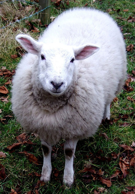 Happy Sheep - image gratuit #279555 