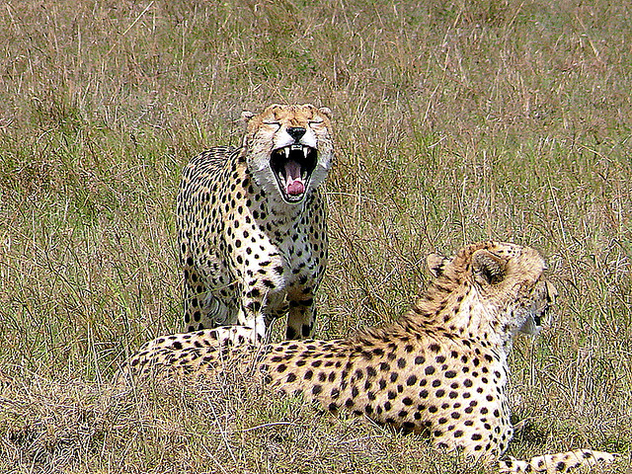 Cheetahs in the Mara - Kostenloses image #279695
