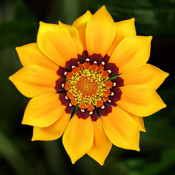 Flower 1_Gazania - image #279715 gratis