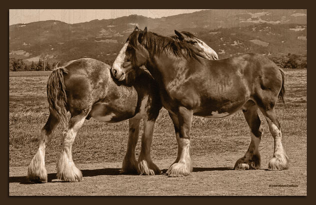 Old Timey Horses - Free image #279745
