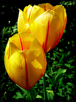 yellow_tulips - image gratuit #279815 