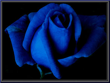 blue_rose - image gratuit #279955 