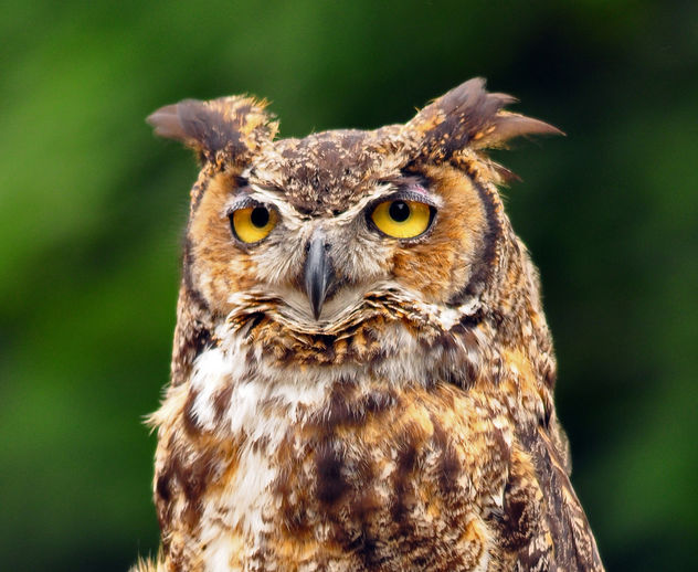 Great Horned Owl - Free image #280275