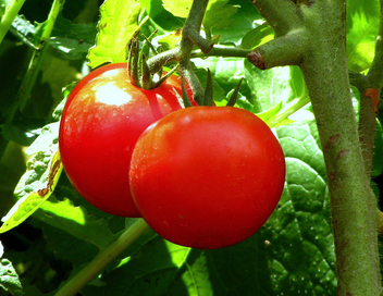 Tomatoes - Free image #280365