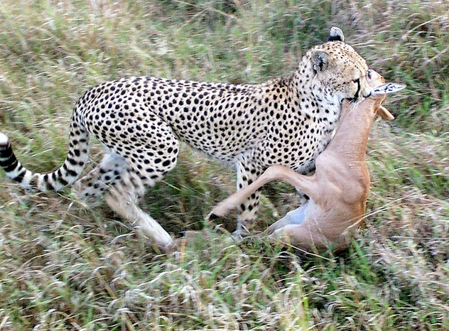 Cheetah Kill ! - Free image #280405