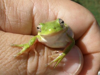 Tree Frog - Kostenloses image #280435
