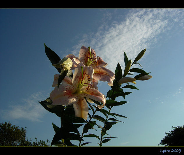 Lilies Of The Field - image gratuit #280495 