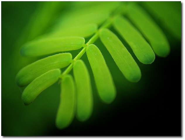 green leaves - Free image #280625