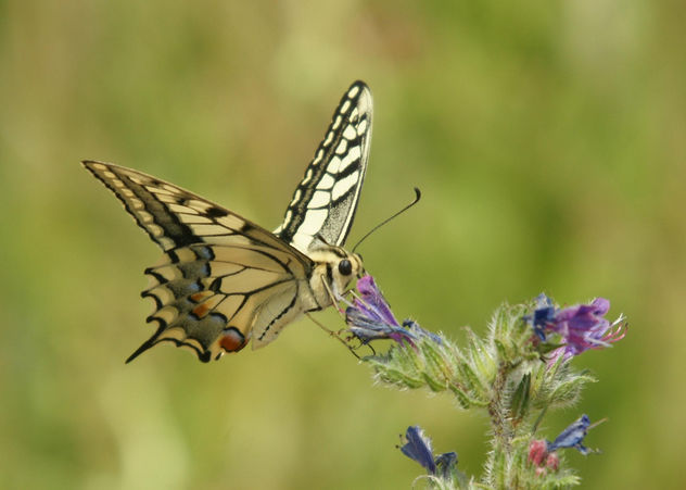 Mariposa Rey - Papilio Machaon - Swallowtail - image #280655 gratis