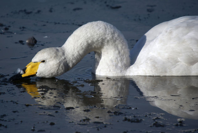 Whooper Swan, Martin Mere January 2010 - Kostenloses image #280855