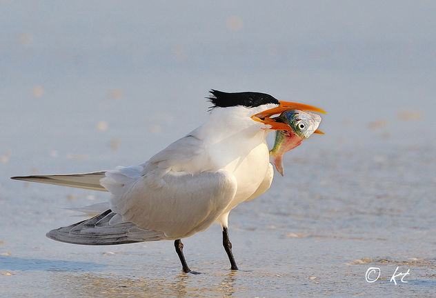 Royal Tern with Fish - image gratuit #280875 