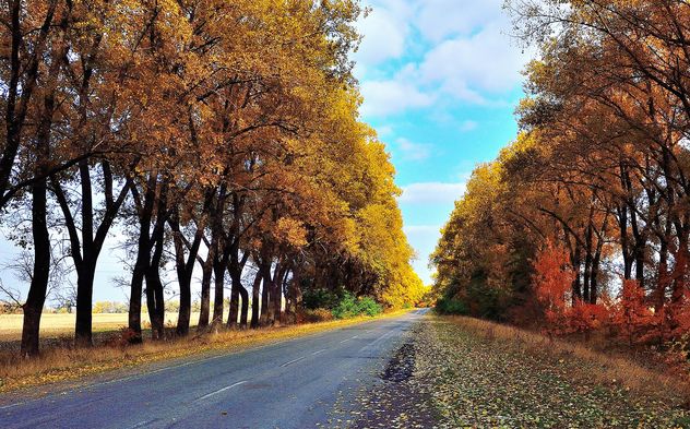 Autumn road - image gratuit #280925 