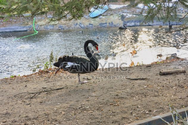 Black swan - Kostenloses image #280965