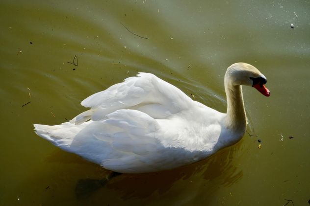 White swan - image #280975 gratis