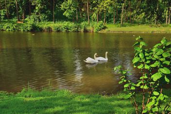 White swans - Free image #280985