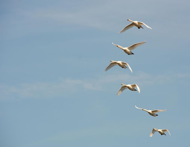 White swans flying - бесплатный image #280995