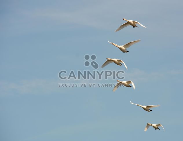 White swans flying - бесплатный image #280995