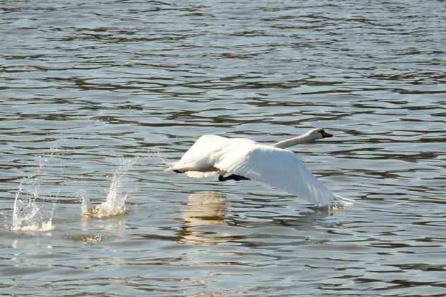 Swan on the lake - image #281005 gratis