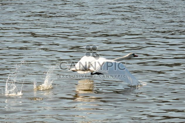 Swan on the lake - бесплатный image #281005