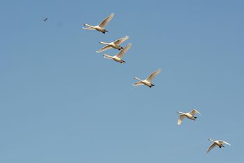Swans flying - Kostenloses image #281015
